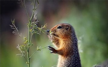 Cute Pictures of Groundhog