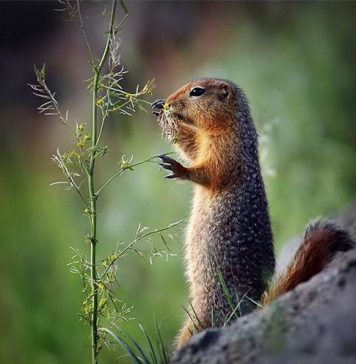Cute Pictures of Groundhog