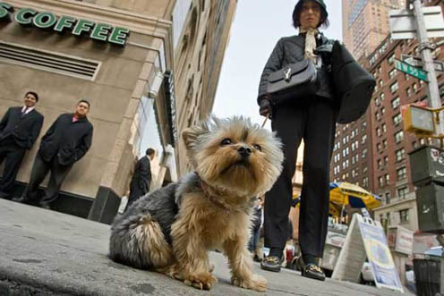 Dog Life in Manhattan