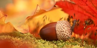 Awesome Autumn Pictures