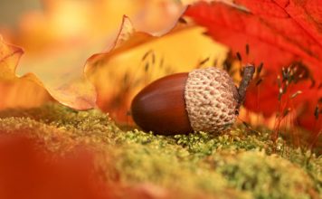 Awesome Autumn Pictures