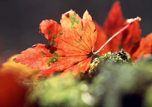 Awesome Autumn Pictures