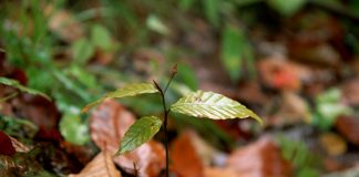 Beautiful Autumn Leaves