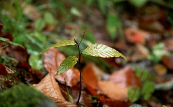 Beautiful Autumn Leaves