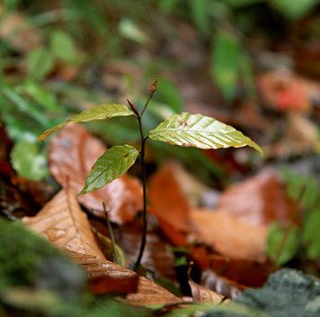 Beautiful Autumn Leaves