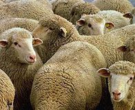 Human Cloning Gets Green Light