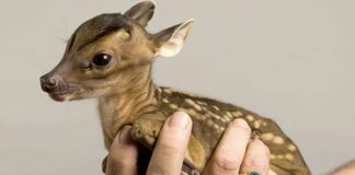Cute Deer Rupert