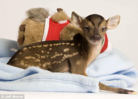 Cute Deer Rupert