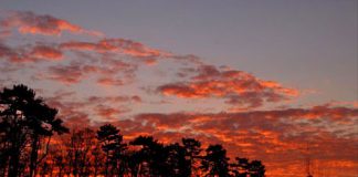 Beautiful Pictures – Trees and Sunset