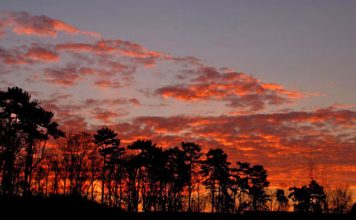Beautiful Pictures – Trees and Sunset