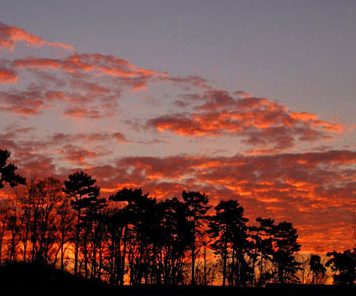 Beautiful Pictures – Trees and Sunset