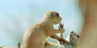 Photos of Playing Groundhogs