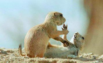 Photos of Playing Groundhogs