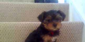 Very Happy Yorkshire Terrier Puppy