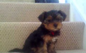 Very Happy Yorkshire Terrier Puppy