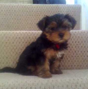 Very Happy Yorkshire Terrier Puppy