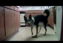 Cute and Very Intelligent Dog