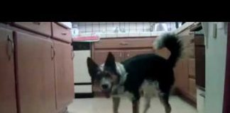 Cute and Very Intelligent Dog