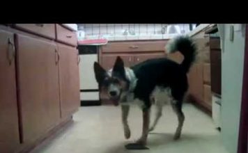 Cute and Very Intelligent Dog