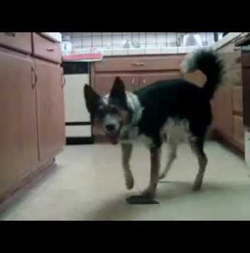 Cute and Very Intelligent Dog