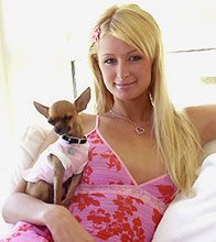 Celebrity Dogs