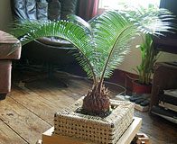 Sun Seeking Flowerpot Plantbot