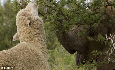 Elephant Themba and Sheep Albert