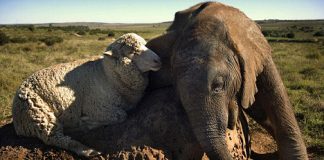 Baby Elephant Adopted by a Sheep