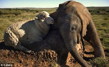Baby Elephant Adopted by a Sheep