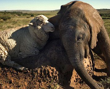 Baby Elephant Adopted by a Sheep