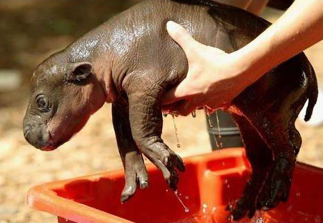 Pigmy Hippo Monifa