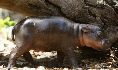 Baby Hippo Monifa