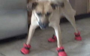 Funny Dogs in Boots