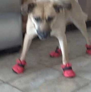 Funny Dogs in Boots