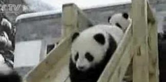 Cute Panda Videos