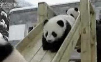 Cute Panda Videos