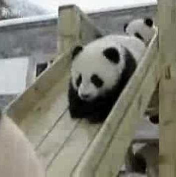 Cute Panda Videos