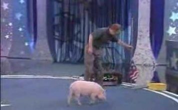 Smart and Cute Pig Video