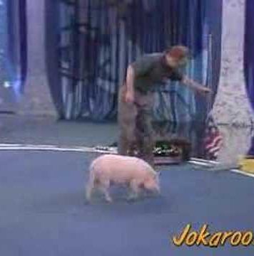 Smart and Cute Pig Video