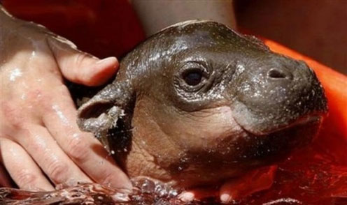 Baby Hippo Monifa Swimming
