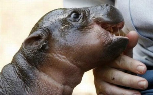 Baby Hippo Monifa Playing