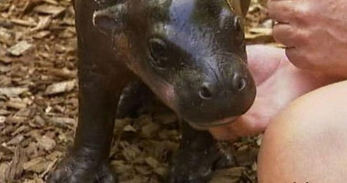 Baby Hippo Monifa