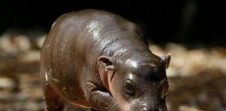 Baby Hippo Monifa