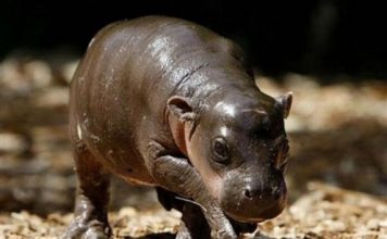 Baby Hippo Monifa