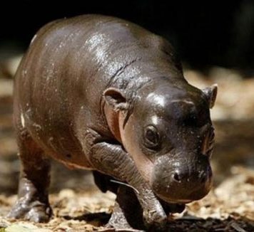 Baby Hippo Monifa