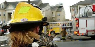 Scared and Shocked – Saved Cats