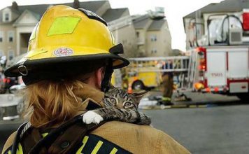 Scared and Shocked – Saved Cats