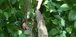 Cute and Lazy Sloth Pictures