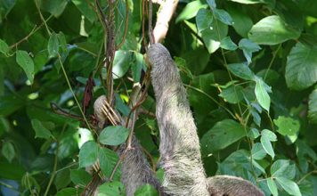 Cute and Lazy Sloth Pictures