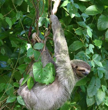 Cute and Lazy Sloth Pictures